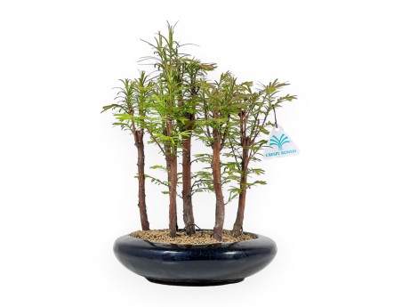 Metasequoia - 30 cm
