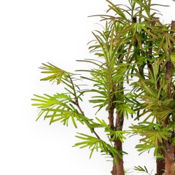 Metasequoia - 30 cm