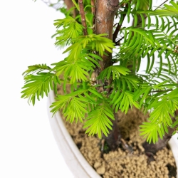 Metasequoia - 33 cm
