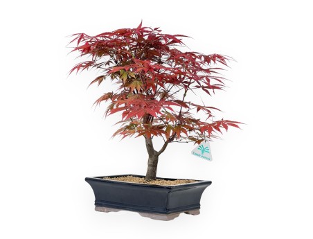 Acer Palmatum Nomura - Maple - 43 cm