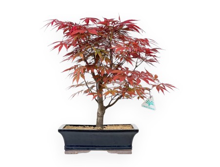 Acer Palmatum Nomura - Maple - 43 cm