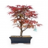 Acer Palmatum Nomura - Érable - 43 cm