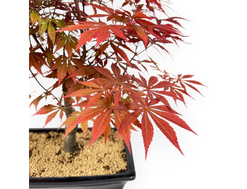 Acer Palmatum Nomura - Arce - 43 cm