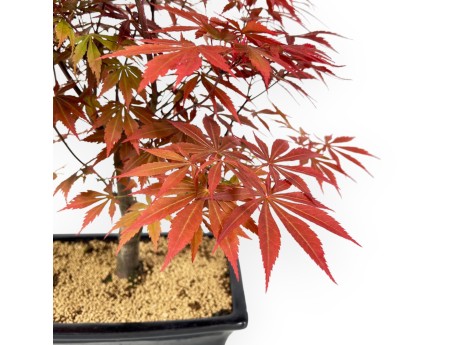 Acer Palmatum Nomura - Ahorn - 43 cm