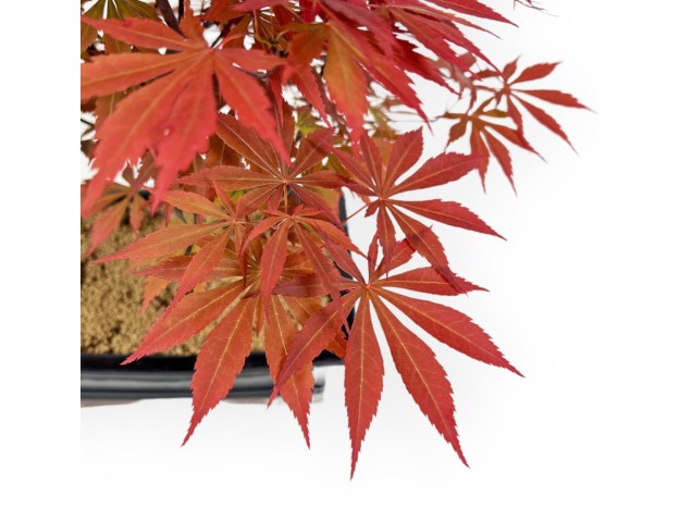 Acer Palmatum Nomura - Acero - 43 cm 2