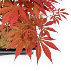 Acer Palmatum Nomura - Esdoorn - 43 cm