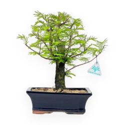 Metasequoia - 32 cm