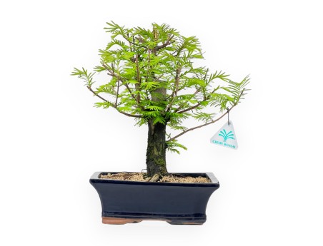 Metasequoia - 32 cm