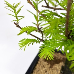 Metasequoia - 32 cm