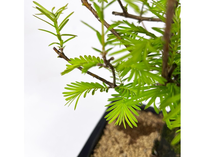 Metasequoia - 32 cm