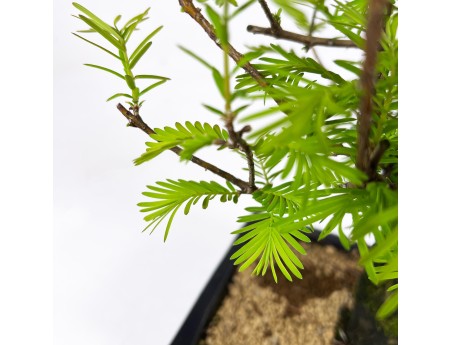 Metasequoia - 32 cm
