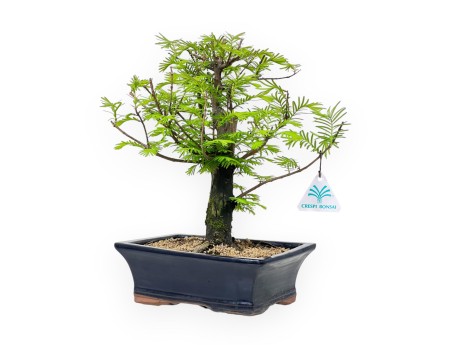 Metasequoia - 32 cm