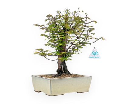 Metasequoia - 38 cm