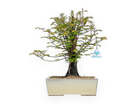 Metasequoia - 38 cm