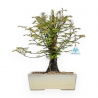 Metasequoia - 38 cm