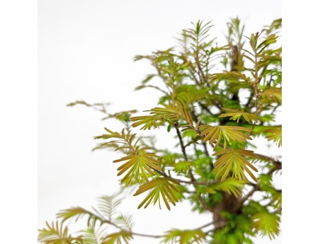 Metasequoia - 38 cm