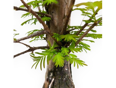 Metasequoia - 38 cm