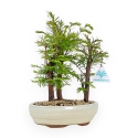 Metasequoia - 25 cm