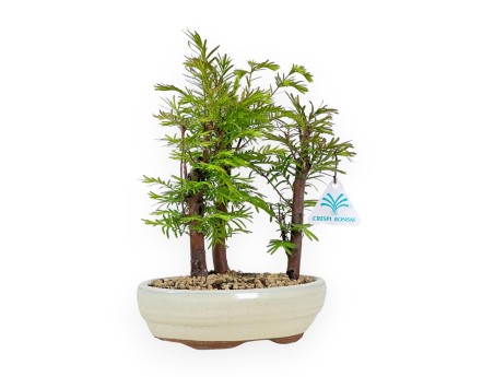 Metasequoia - 25 cm