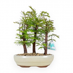 Metasequoia - 25 cm