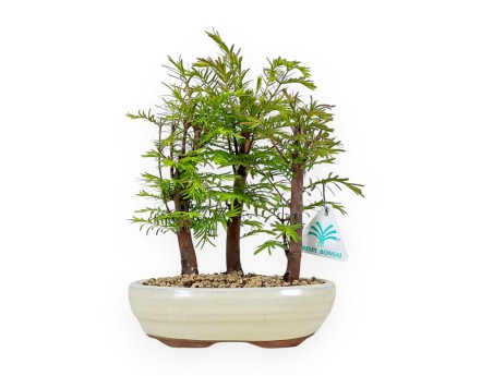 Metasequoia - 25 cm
