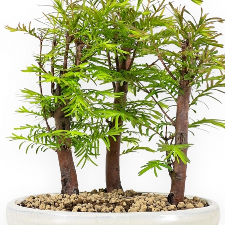 Metasequoia - 25 cm