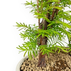 Metasequoia - 25 cm