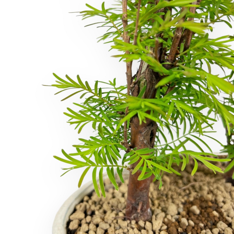 Metasequoia - 25 cm