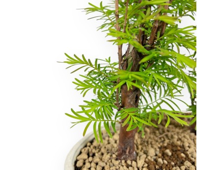 Metasequoia - 25 cm