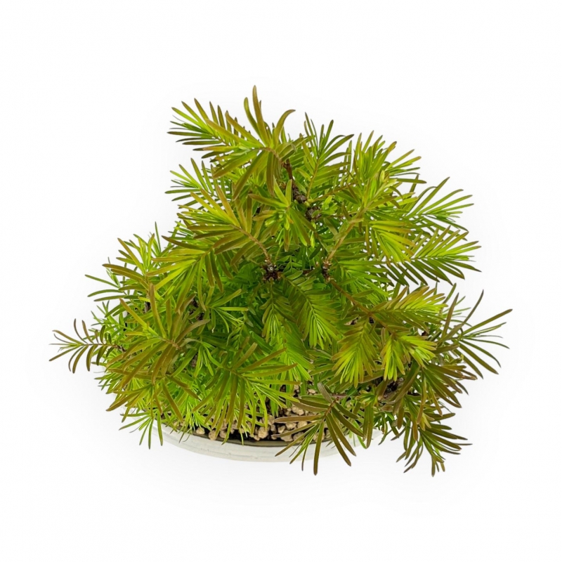 Metasequoia - 25 cm