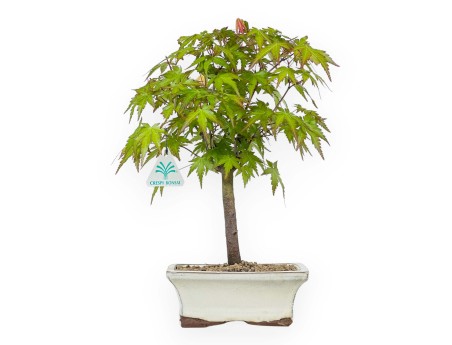Acer palmatum Katsura - Ahorn - 36 cm