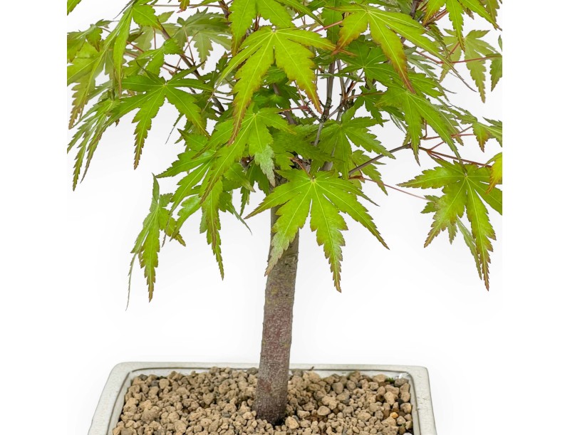 Acer palmatum Katsura - Acero - 36 cm