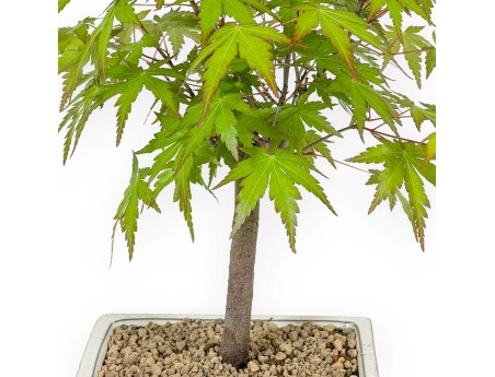 Acer palmatum Katsura - Acero - 36 cm