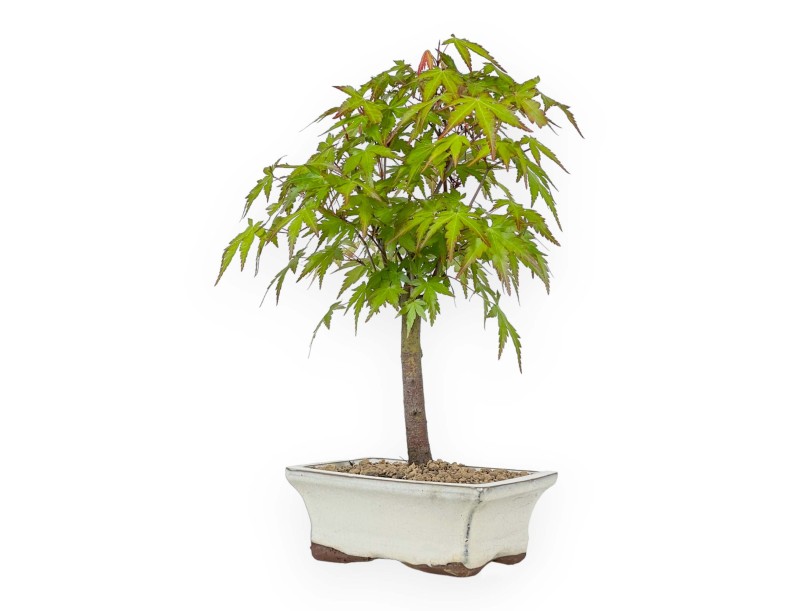 Acer palmatum Katsura - Érable - 36 cm