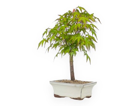 Acer palmatum Katsura - Arce - 36 cm
