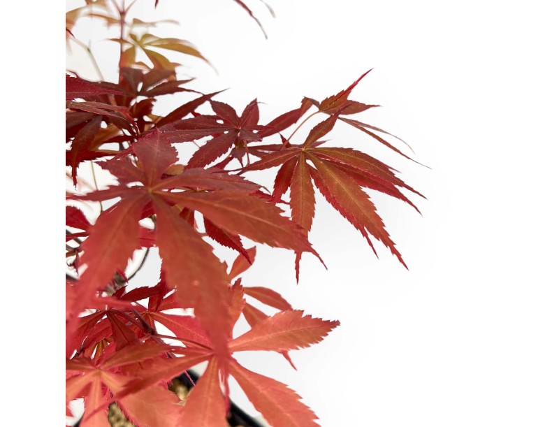 Acer palmatum Nomura - Esdoor - 39 cm