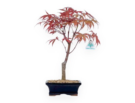 Acer palmatum Nomura - Ahorn - 39 cm