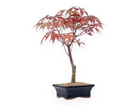 Acer palmatum Nomura - Acero - 39 cm