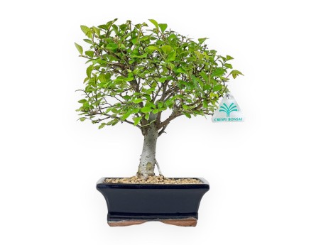 Ulmus Parviflora - Elm - 28 cm