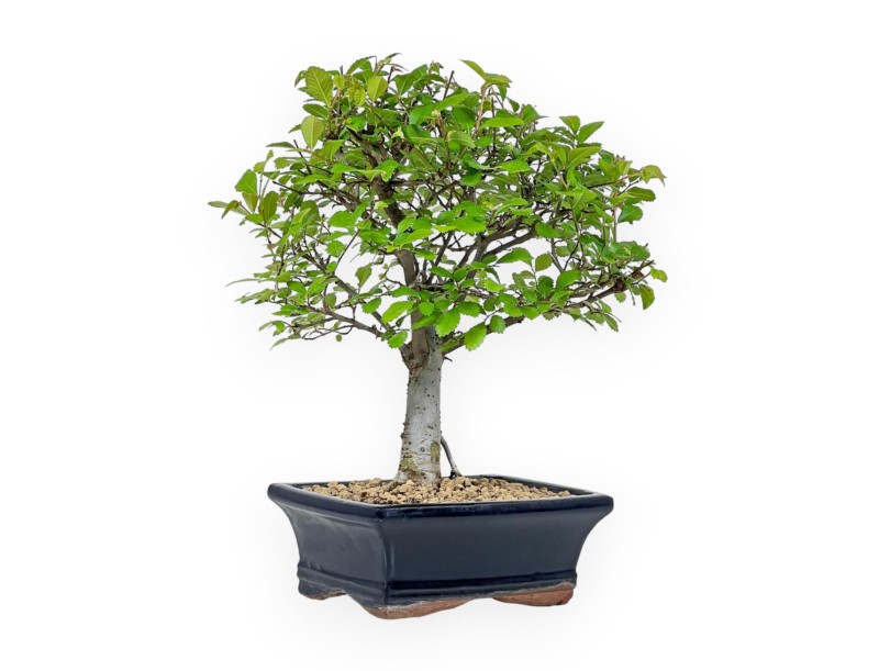 Ulmus Parviflora - Olme - 28 cm