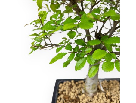 Ulmus Parviflora - Elm - 28 cm