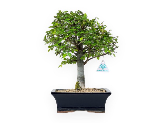 Ulmus Parviflora - Olmo - 35 cm
