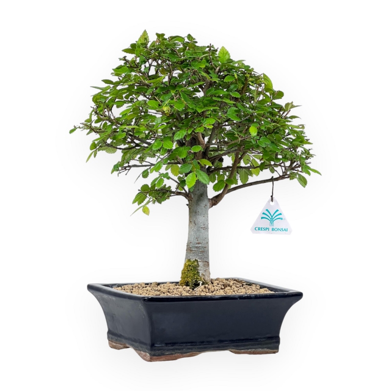 Ulmus Parviflora - Olme - 35 cm