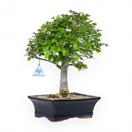 Ulmus Parviflora - Elm - 35 cm