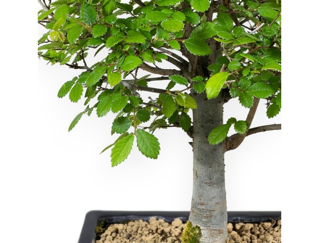 Ulmus Parviflora - Elm - 35 cm 2