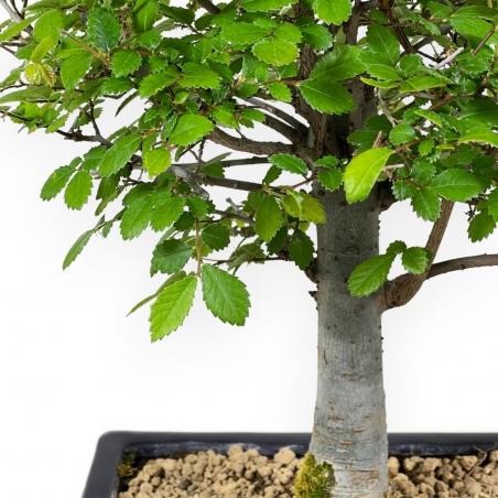 Ulmus Parviflora - Olmo - 35 cm