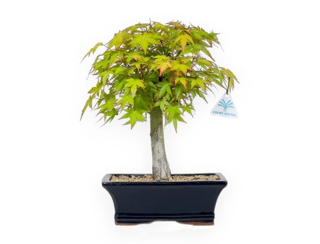 Acer palmatum Katsura - Arce - 32 cm