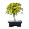 Acer palmatum Katsura - Acero - 32 cm