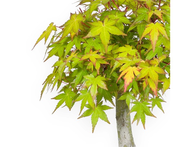Acer palmatum Katsura - Acero - 32 cm 2