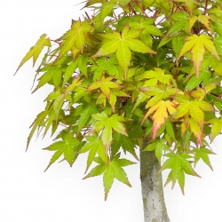 Acer palmatum Katsura - Esdoorn - 32 cm
